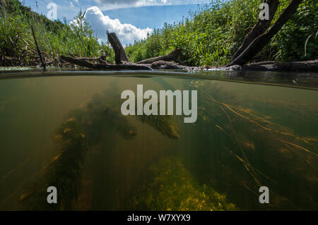 Bach Landschaft mit starren Hornblatt (Ceratophyllum demersum), Nord Holland. Juni. Stockfoto