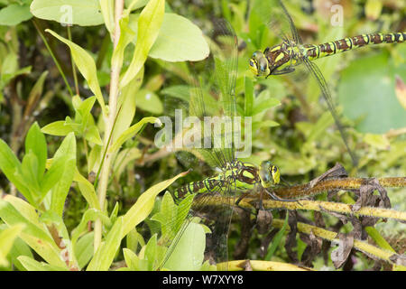 Zwei Libellen zusammen mit der Eiablage, Fliegen, ovipositing, Southern Hawker, Aeshna cyanea, Eier Einspritzen in Schaft Sumpf-vergissmeinnicht. Stockfoto