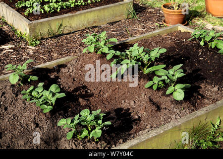 Anzeigen von selbst angebauten Kartoffeln Pflanzen in angehobenen Betten Stockfoto