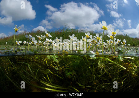 Gemeinsame wasser Hahnenfuß (Ranunculus aquatilis) Nord Holland. Juni. Stockfoto