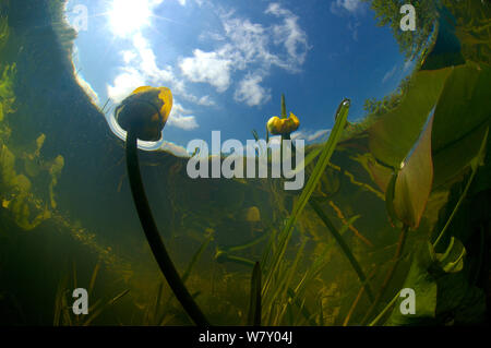 Gelbe Seerose (Nuphar lutea) von der Unterwasserwelt in Bach gesehen, Nord Holland. Juni. Stockfoto
