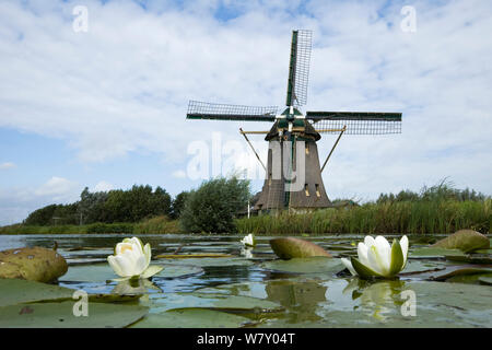 Mit weißen Seerosen (Nymphaea alba) Naardermeer bog See, Holland Wassermühle. August 2008 Stockfoto