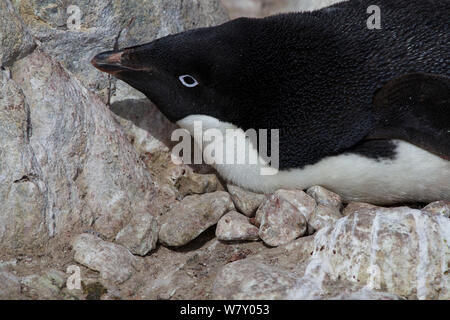 Adelie penguin (Pygoscelis adeliae) Inkubation Ei, Antarktis. Stockfoto