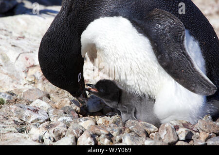 Adelie penguin (Pygoscelis adeliae) Ernährung Küken, Antarktis. Stockfoto