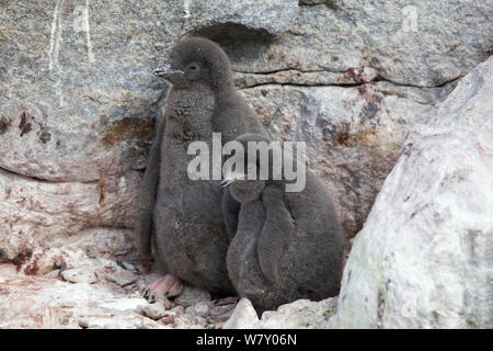 Adelie penguin (Pygoscelis adeliae) Küken, Antarktis. Stockfoto
