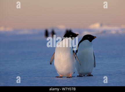 Adelie Pinguine (Pygoscelis adeliae) zwei nebeneinander stehen, Antarktis. Stockfoto