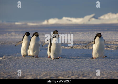 Adelie Pinguine (Pygoscelis adeliae) Rückkehr aus dem Meer, Antarktis. Stockfoto