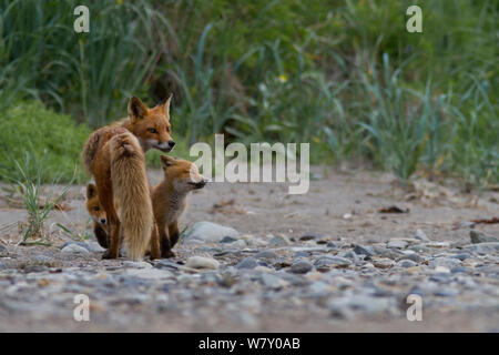 North American Red Fox (Vulpes vulpes) Mutter mit Jungtieren, Katmai National Park, Alaska, August. Stockfoto