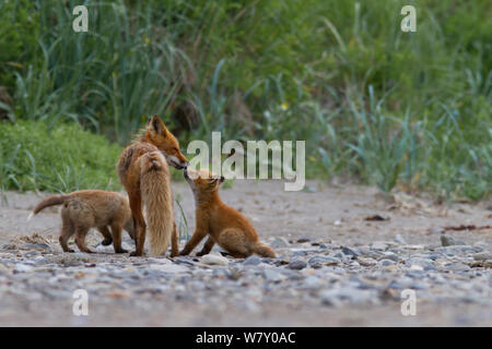 North American Red Fox (Vulpes vulpes) Mutter mit Jungtieren, Katmai National Park, Alaska, August. Stockfoto