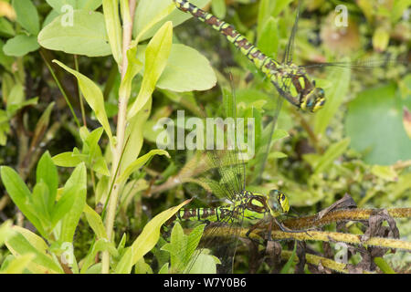 Zwei Libellen zusammen mit der Eiablage, Fliegen, ovipositing, Southern Hawker, Aeshna cyanea, Eier Einspritzen in Schaft Sumpf-vergissmeinnicht. Stockfoto