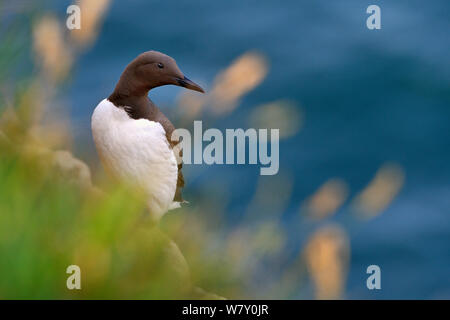 Trottellumme (Uria aalge) auf der Klippe, Stonehaven, Schottland, Großbritannien. Juli. Stockfoto