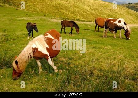 Pottok/Armilla Ponys (Equus ferus Caballus) Beweidung in den baskischen Bergen, Pyrenäen, Frankreich. August. Stockfoto