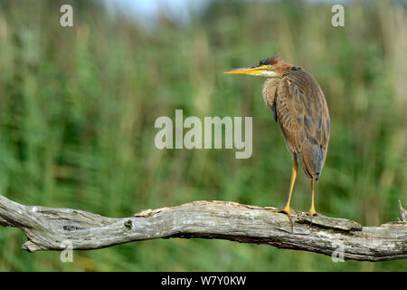 Purpurreiher (Ardea purpurea) juvenile thront auf toten Baum, Brenne, Frankreich. August. Stockfoto