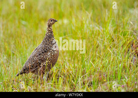 Moorschneehuhn (Lagopus lagopus scoticus) stehen in Gras, Handa Island, Schottland, Großbritannien. Juli. Stockfoto