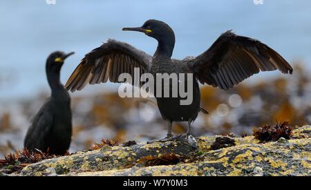 Shag (Phalacrocorax aristotelis) nach Trocknung Flügel, Heften Insel, Farne Islands, Northumberland, Großbritannien. Juli. Stockfoto