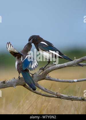 Magpie (Pica Pica) Fütterung gewordener Vogel auf Zweig, Vendee, Frankreich, August. Stockfoto