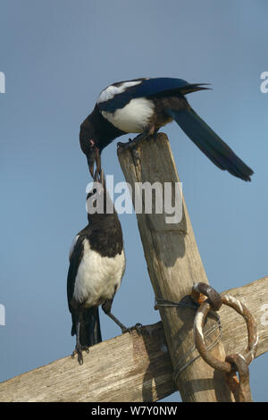 Magpie (Pica Pica) Fütterung der Jungen auf Zaunpfosten, Vendee, Frankreich, August. Stockfoto