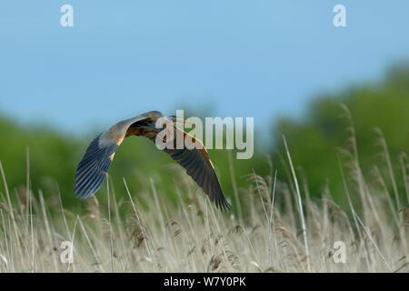 Purpurreiher (Ardea purpurea) im Flug über schilfgebieten, Parc naturel Regional de La Brenne/Regionalen Naturparks der Brenne, Frankreich, April Stockfoto
