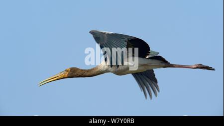 Painted Stork (mycteria leucocephala) Jugendliche im Flug, Bharatpur Nationalpark, Indien, April Stockfoto