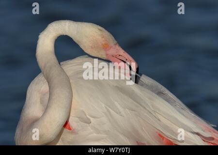 Mehr Flamingo (Phoenicopterus Roseus) putzen, Camargue, Frankreich, Stockfoto