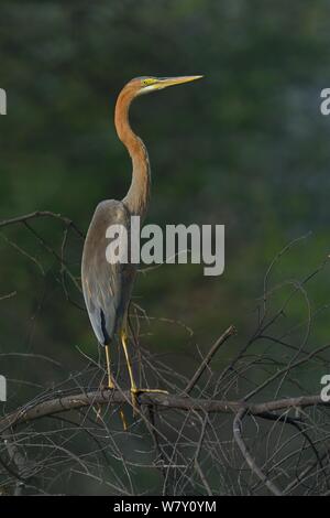 Purpurreiher (Ardea purpurea) auf einem Zweig. Keoladeo Nationalpark, Indien, April Stockfoto