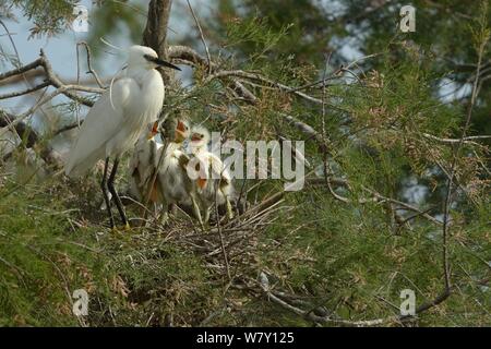 Seidenreiher (Egretta garzetta) Küken in Nest zu betteln, Pont de Gau, Camargue, Frankreich, April Stockfoto