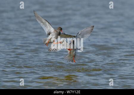 Gemeinsame Rotschenkel (Tringa totanus) kämpfen, bretonische Marsh, Frankreich, April. Stockfoto