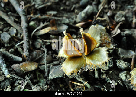 Mast Buche (Fagus sylvatica). Dorset, UK, September. Stockfoto