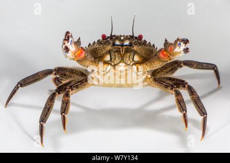 Velvet schwimmen Krebse (Necora puber) Bretagne, Frankreich, Januar. Stockfoto