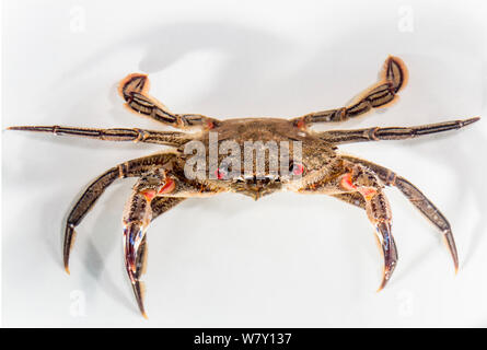 Velvet schwimmen Krebse (Necora puber) Bretagne, Frankreich, Januar. Stockfoto