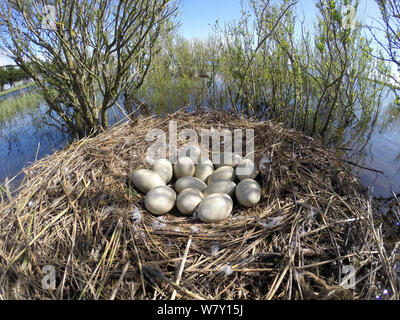 Höckerschwan (Cygnus olor) Nest mit Eiern, Marais Poitevin Feuchtgebiete, Frankreich, April. Stockfoto