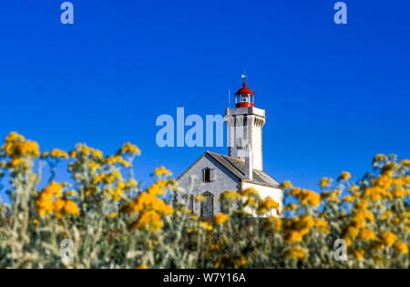 Gelbe Blumen (Senecio zinerarie) außerhalb der pointe des Poulains Leuchtturm, Belle-Ile Insel, Morbihan, Bretagne, Frankreich. Stockfoto