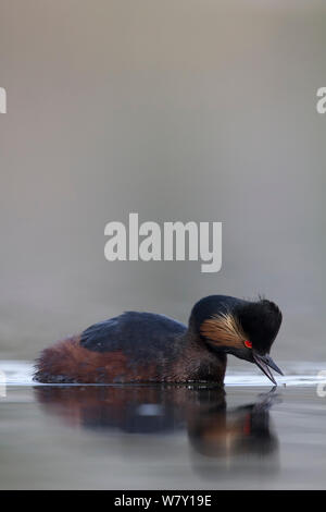 Schwarz necked grebe (Podiceps nigricollis) Porträt eines Erwachsenen in der Zucht Gefieder fang Mücken von der Wasseroberfläche während der nahrungssuche. Die Niederlande. April 2014 Stockfoto