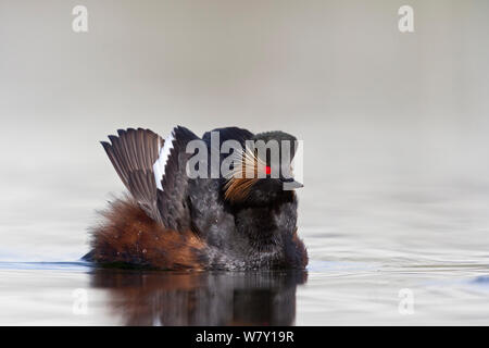 Schwarz necked grebe (Podiceps nigricollis) Erwachsenen breitet seine Flügel während der balztanz. Dieser Vogel ist Warten auf die Partner aus dem Wasser auftauchen und einen Tanz vor. April 2014 in den Niederlanden. Stockfoto