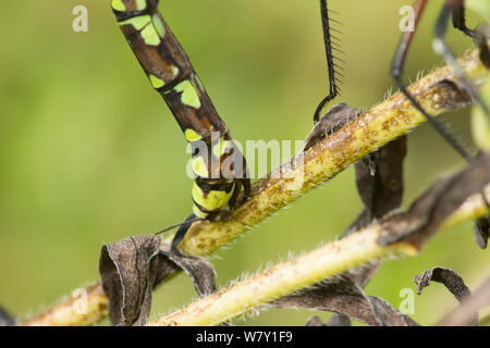 Southern Hawker dragonfly Eier, Makro Nahaufnahme des ovipositing, ovipositor, Aeshna cyanea, Injektion von Eiern in Stammzellen von Sumpf-vergissmeinnicht. Stockfoto