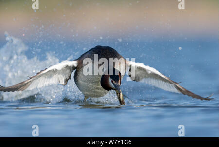 Haubentaucher (Podiceps cristatus) Angriff auf ein anderes Grebe, in der Paarungszeit während einer territorialen Streit. Die Niederlande. April. Stockfoto