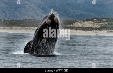 Südkaper (Eubalaena australis) Verletzung, Hermanus, Südafrika. Stockfoto