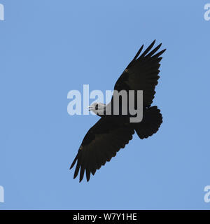 Ventilator tailed Rabe (Corvus rhipidurus) aufrufen und im Flug, Oman, November. Stockfoto