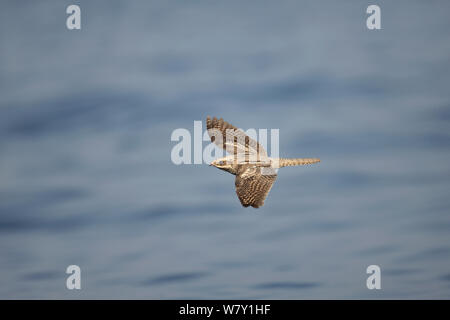 Europäische nightjar (Caprimulgus europaeus) im Flug über den Ozean, während der Herbst Migration, Oman, Oktober. Stockfoto