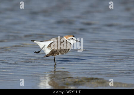 Seeregenpfeifer (Charadrius alexandrinus) männlich, Oman, Januar. Stockfoto