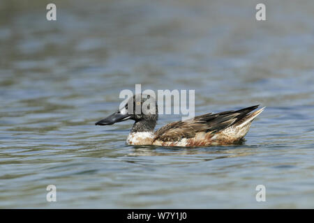 Northern shoveler (Anas Clypeata) männlichen auf Wasser in Eclipse Gefieder, Oman, Dezember. Stockfoto