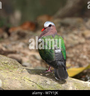 Gemeinsame Emerald dove (Chalcophaps indica) Thailand, Februar. Stockfoto