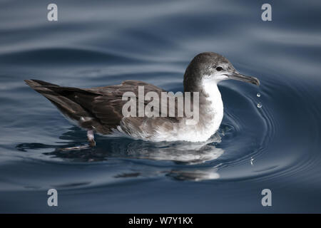 Persian shearwater (Puffinus Persicus) auf Wasser, Oman, Mai. Stockfoto