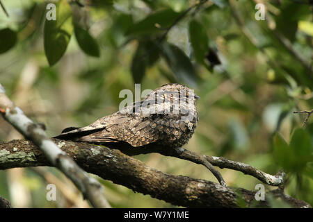 Dschungel (nightjar Caprimulgus indicus) auf Zweig, Indien, Januar. Stockfoto