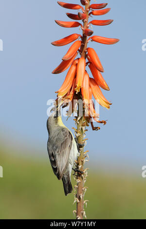 Lila sunbird (Cinnyris asiaticus) weibliche Fütterung, Oman, Januar. Stockfoto