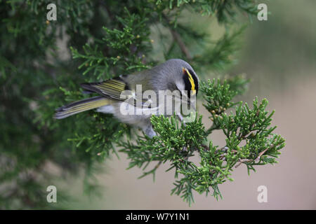 Golden gekrönten kinglet (Regulus satrapa) auf der Suche nach Essen, New Jersey, USA, Oktober. Stockfoto