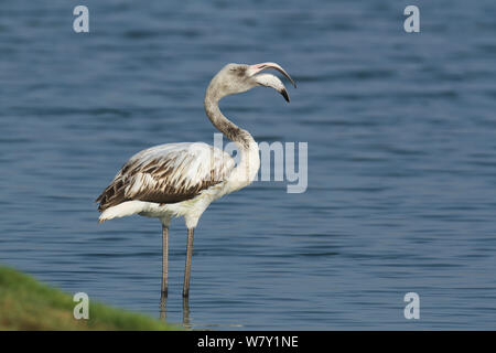 Mehr Flamingo (Phoenicopterus Roseus) unreife Aufruf, Oman, November. Stockfoto