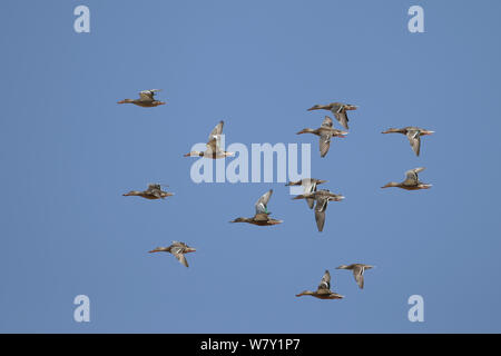 Northern shoveler (Anas Clypeata) Herde im Flug, Oman, November. Stockfoto