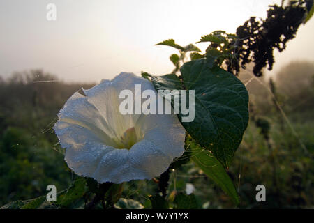 Große bindweed (Calystegia sepium), die in der Blume, mit Tautropfen, Somerset, Großbritannien, Oktober. Stockfoto