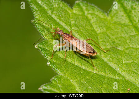 Gemeinsame Dirne bug (Nabis rugosus) Brockley Friedhof, Lewisham, London, England, UK. April Stockfoto